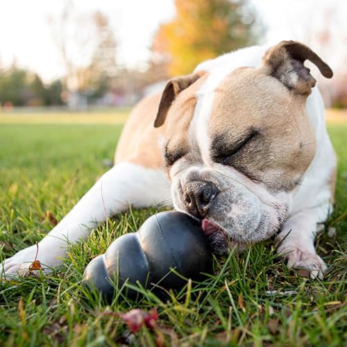 KONG Extreme Dog Toy, Natural Rubber Chew, for Small Dogs (Pack of 2) - size: Small(2-Pack)