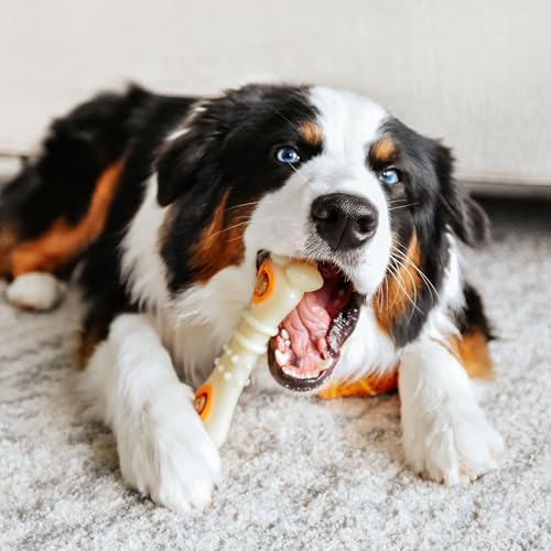 Nylabone Power Chew Knuckle Bone & Pop-In Dog Treat Toy, Large - size: Large/Giant