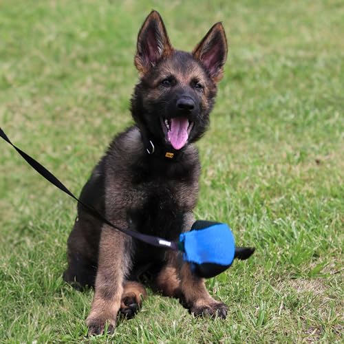 Dingo Gear Dog Ball with Long Handle, French Linen, Blue 29 in - color: Blue-Black