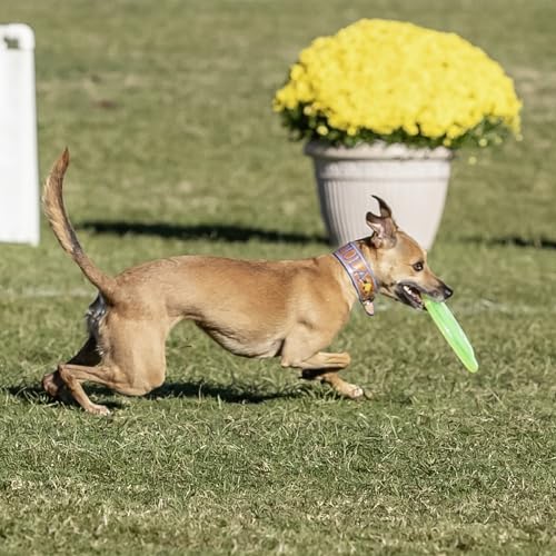 Hyperflite Pup Jawz Puncture Resistant Dog Flying Disc, Small Dogs - color: Yellow