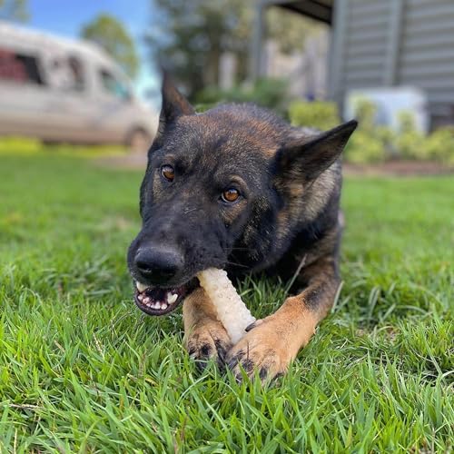 Nylabone Power Chew Textured Bone Dog Chew Toy, Original Flavor, X-Large - size: X-Large