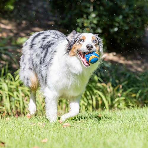 Chuckit! Ultra and Squeaker Ball Dog Toy, Medium 2.5in, 3 Pack, Floats - size: Medium, style: Squeaker & Ultra