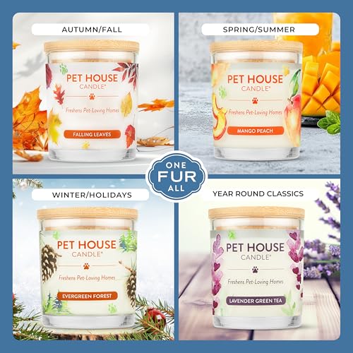 Mango Peach Candle Pet Friendly Plant-Based Wax, Pet House - color: Mango Peach, size: Pack of 1