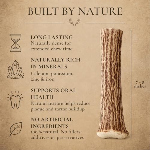 WhiteTail Naturals Monster XXL Whole Deer Antler for Giant Dogs - 7-8" - size: Jumbo (Pack of 1)