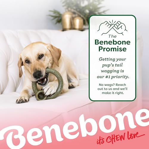 Benebone Ring Dog Chew Toy for Aggressive Chewers, Peppermint, Medium - size: Medium