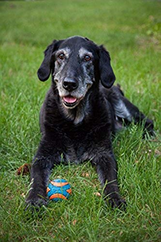 Chuckit! Ultra Squeaker Ball Dog Toy, Small, 2in, 2 Pack - size: Small (2 Pack), style: Squeaker