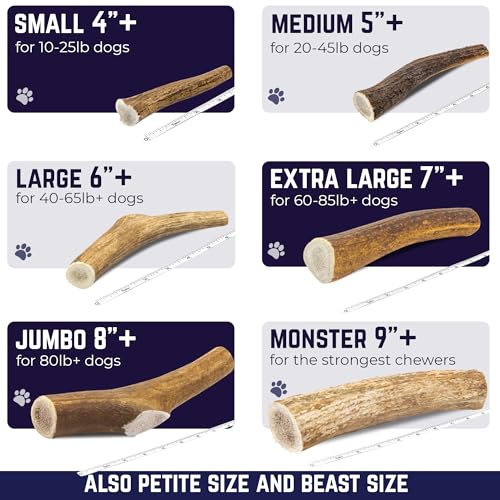 Devil Dog Pet Co Whole Elk Antlers for Dogs, Monster, Aggressive Chewers - style: WHOLE - Monster - 1 Pack