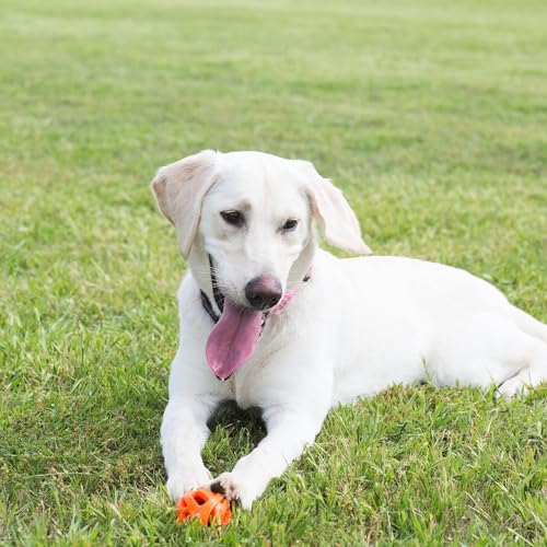 Chuckit! Air Fetch Ball, Large 3in, for Dogs 60-100lbs, 1 Count (Pack of 12) - color: Fetch Ball (3 Inch), size: 1 Count (Pack of 12)