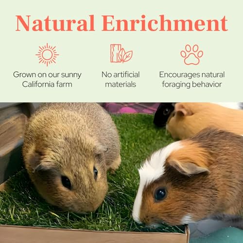 DoggieLawn Guinea Pig Pee Pads, Fresh Grass Mat, Hamster Small Pet Bed 24x9 - size: 24X9 inch