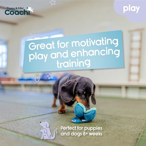 Coachi Puppy & Mini Chase & Treat - Great for Play and Chase - style: Chase & Treat