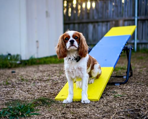 Better Sporting Dogs Practice See Saw Dog Agility Teeter