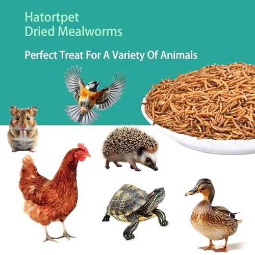 Dried Mealworms 20LB Pure Natural Chicken Treat for Laying Hens Wild Bird - size: 10 Pound (Pack of 2)