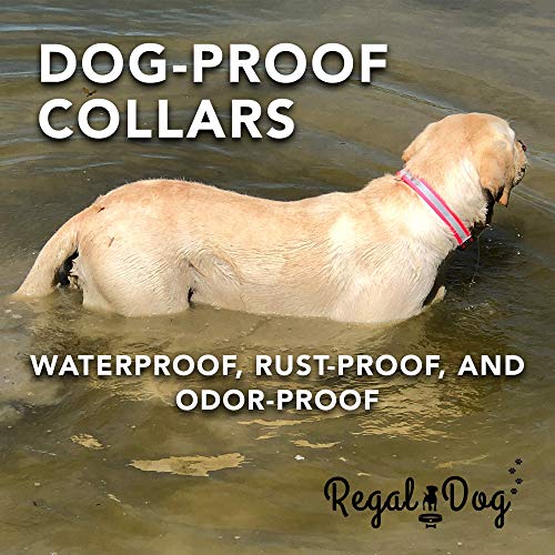 Regal Dog Products Reflective Dog Collar, Durable Metal Buckle, Small Red - color: Red, size: Small