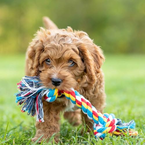 Jeffers Pet Rope Bone Dog Toy, Multi-Colored, 16" – Durable Braided Rope for Tug of War, Chewing & Fetch – Interactive Play for Pets – Machine Washable Dog Game Toy, Supports Healthy - color: Multicolor, size: 16 Inches