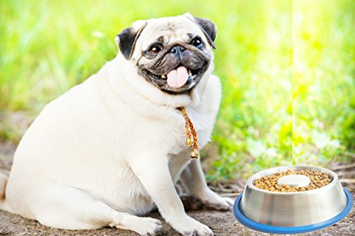 Mr. Peanut's Stainless Steel Interactive Slow Feed Dog Bowl with a Blue Base, Fun Healthy Bloat Stop Feeder (Large) - size: Large