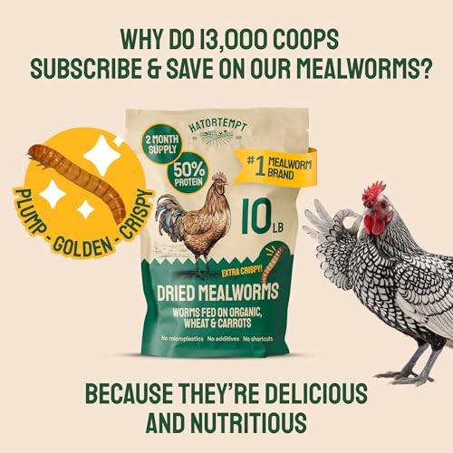 Hatortempt 20lb Dried Mealworms for Chickens & Wild Birds, Chicken Feed - size: 20 Pound (Pack of 1)