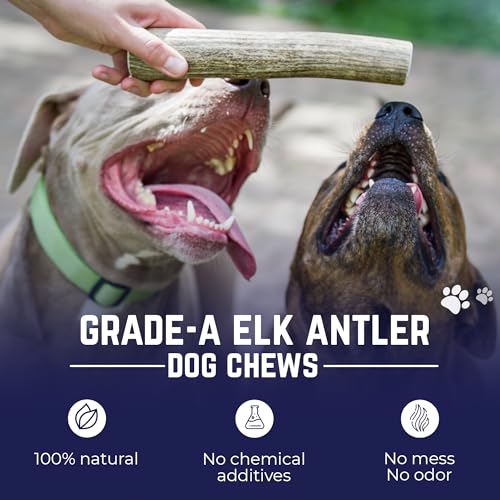 Devil Dog Pet Co Whole Elk Antlers for Dogs, Monster, Aggressive Chewers - style: WHOLE - Monster - 1 Pack