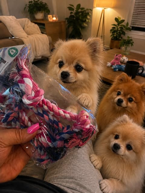Mini Chew Rope Pack for Small Dogs – 4 Pack Puppy Rope Toys for Chihuahua, Pomeranian & Small Breeds – Tiny Paws Teething & Dental Chew Toys (Blue) - color: Blue