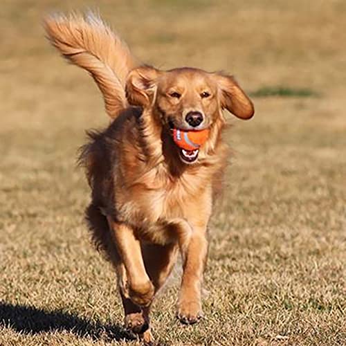 Chuckit! Dog Tennis Ball Dog Toy, Large (3 Inch Diameter) for Dogs 60-100 lbs 2 Count (Pack of 12) - size: Large - 2 Count ( Pack of 12)