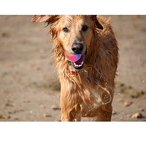 4 pcs Light Up Dog Balls Flashing Elastic Ball Glow in The Dark Interactive Pet Toys for Puppy, Cats, Dogs - color: 4 pcs smooth balls