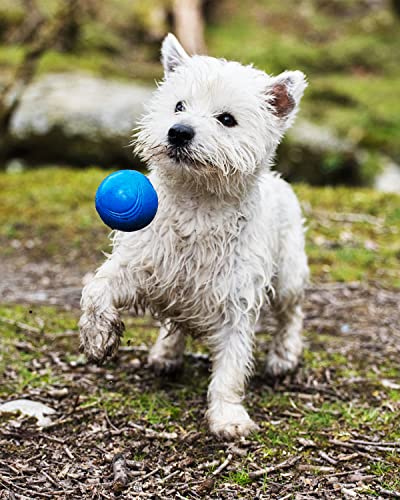 Chuckit! Crunch Ball Dog Toy, Medium (Pack of 24) - size: Medium (Pack of 24)
