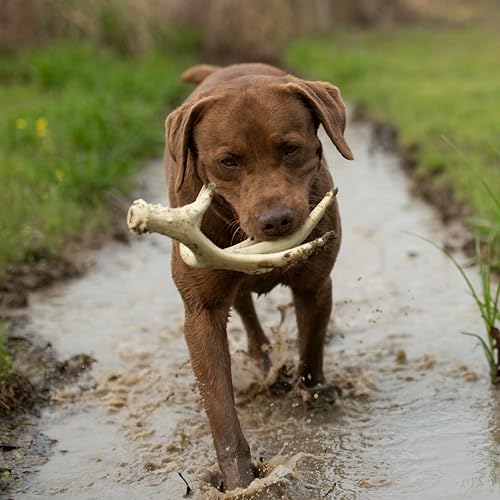 Browning Antler Chew Toy White