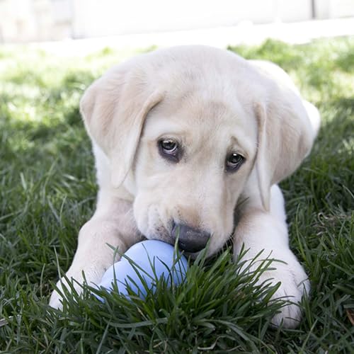 KONG Puppy, Natural Rubber Teething Chew Toy, for Large Puppies, Blue - color: Blue, size: Large (Pack of 1)