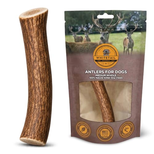 WhiteTail Naturals Whole Deer Antler Dog Chew - Medium 5-6" - 1Ct. - size: Medium (Pack of 1)