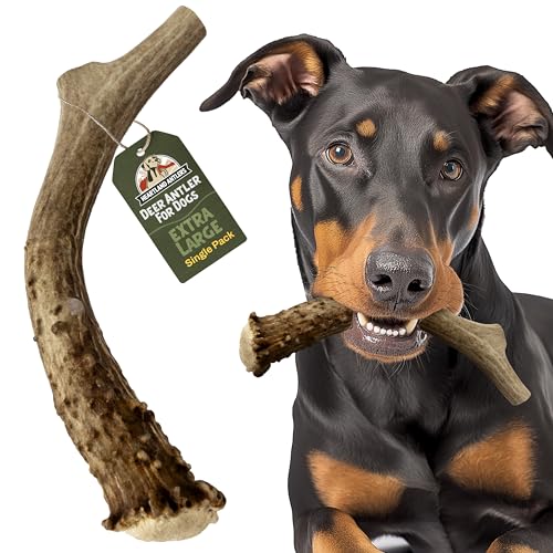 Heartland Antlers Deer Antler Dog Chew, XL 8-10 in, 65-85 lb Dogs - style: X-Large (Dogs 65-85 lbs)
