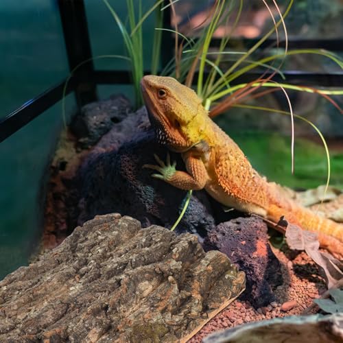 Toyvian Terrarium Tree Bark Reptile Platform 2 Pack Natural Cork Bark Habitat Decor for Climbing Basking Resting Bearded Dragons Lizards Turtles Small Pets