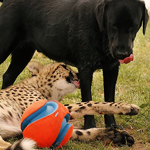 Chuckit! Kick Fetch Ball Dog Toy - Floats in Water - Perfect for Interactive Play - Made with Durable Rubber and Foam - for Large Dogs - Size Large - 8-inch Diameter - 1 Count (Pack of 4) - size: Large (Pack of 4), style: Classic