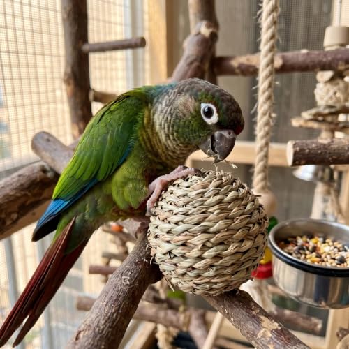 Natural Woven Grass Balls Small Pet Chew Toys, Handmade Wooden Bird Parrot Hamster Rabbit Foraging Balls, Safe Shred Toys for Parakeet Cockatiel Guinea Pig Chinchilla, Regular Water Grass Ball - style: Contemporary