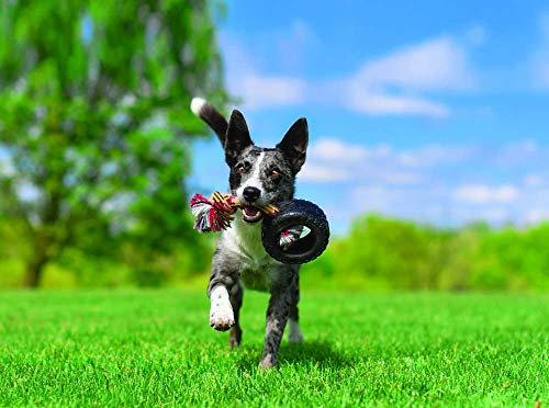 Mammoth Pet Products TireBiter w/Cotton-Poly Rope – Natural Rubber Dog Toys for Extreme Chewers – Dog Toys for Extra Long Interactive Play – Aggressive Chewer Toys for Small - Medium Dogs - Medium 5” - size: Medium 5", style: Tire with Cotton-Poly Rope