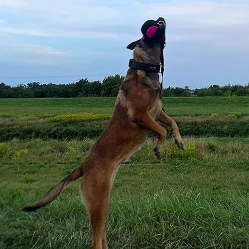 Dingo Gear Dog Ball with Long Handle, French Linen, Pink 29 in - color: Pink-Black