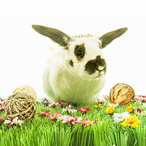 9 Pcs Small Animals Play Balls Rolling Activity Chew Toys Gnawing Treats for Rabbits Guinea Pigs Chinchilla Bunny Natural Balls, Pet Cage Entertainment Accessories (9 Pcs) - color: 9 Pcs