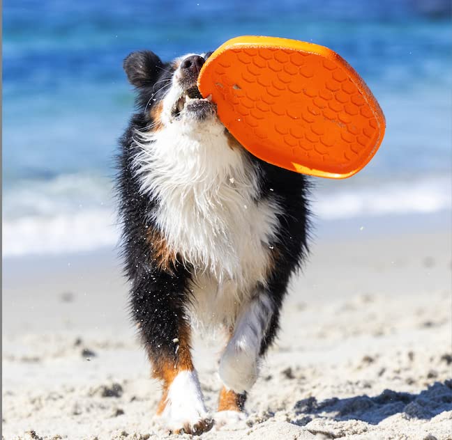PROJECT HIVE ·PET COMPANY· Dog disc - Great for Fetch - Includes a Lick mat on Back - Floats in Water, Smooth Glide - Made in The USA (Sweet Mango) - color: Sweet Mango