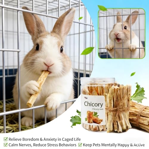 Guinea Pig Chews, Premium Chicory Chew Sticks for Rabbits, Guinea Pig Toys 100% Natural Digestive Aid, Dental Health, Anxiety Relief Chew Toys - Safe Fiber Snack for Rabbit, Chinchilla, Hamster, Rat