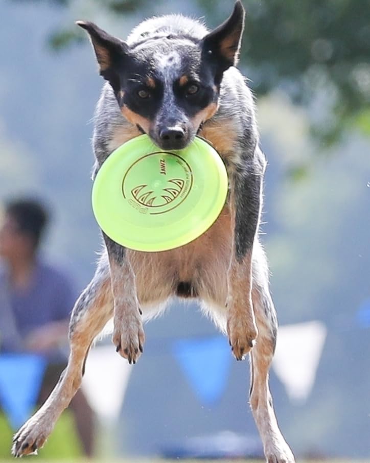 Hyperflite K-10 Jawz Puncture Resistant Dog Flying Disc, Medium-Large - color: Glow