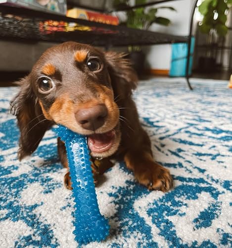 Nylabone Flexi Chew Small Dog Dental Kit, Textured Dog Chew Toys, 3 Count - size: X-Small