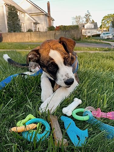 Nylabone Puppy Chew Toy & Treat Bundle, Small, 6 Count - color: Bundle, size: Small