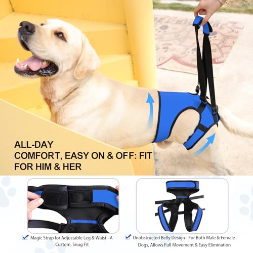 LIANZIMAU Dog Sling for Large Dogs Adjustable Hind Leg Support Lift Harness Senior Canine Mobility Aid Carrier for Back Legs Walking Rehabilitation - color: Royal Blue, size: M（Waist:18"-21")