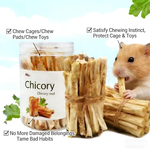 Guinea Pig Chews, Premium Chicory Chew Sticks for Rabbits, Guinea Pig Toys 100% Natural Digestive Aid, Dental Health, Anxiety Relief Chew Toys - Safe Fiber Snack for Rabbit, Chinchilla, Hamster, Rat