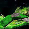 Turtle Basking Platform Lawn Resting Basking Platform Simulation Grass Ramps Tortoise Habitat Terrace Turtle Tank Accessories - size: M
