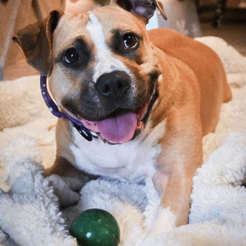 The O.G. of Bounce Rubber Dog Ball, Christmas Dog Toy, Made in USA, 2.5 inches, Fetching Breeds, Xmas Dog Gift, 2 Pack Holiday Box - color: Red & Green