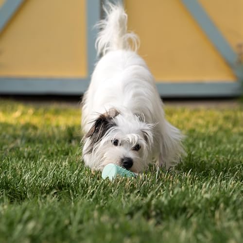 Chew King by Mammoth Dental Dog Toy Collection - Stick Clinically Proven to Remove Plaque