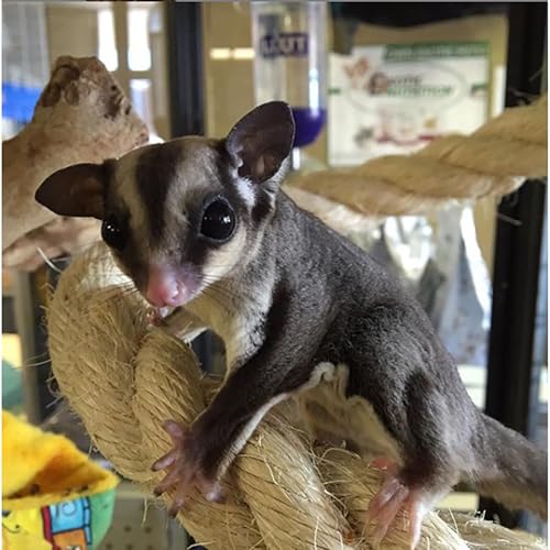 42 Inch Natural Rope (Thick) - Thick Flexible Bendable Climbing Rope Perch Cage Accessory Toy - Sugar Gliders, Squirrels, Degus, Marmosets, Monkeys, Parrots, Birds, Rats & Other Small Pets