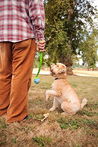 Chuckit Gen 1 Fetch Pack Dog Balls - Interactive Dog Toys, High-Bounce Fetch Ball, Floating Ultra and Rugged Balls, Durable - Size Medium, 2.5-inch Diameter, Set of 3 - size: Medium (2.5"), style: Fetch Pack 1