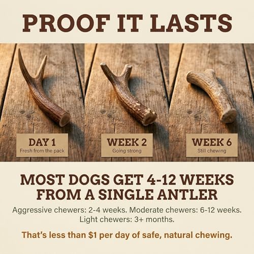 Heartland Antlers Deer Antler Dog Chew, Giant 9 in+, 85+ lb Dogs - style: Giant (Dogs 85+ lbs)
