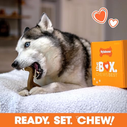 Nylabone Dog Gift Box, Strong Chew Toys & Treat, Large, 4 Count - size: Large (4 Count)