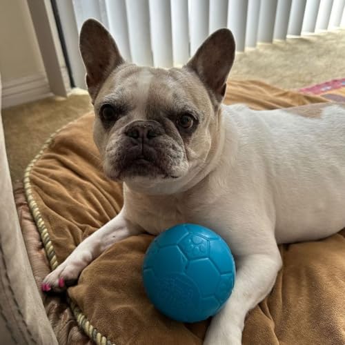 Jolly Pets Mini Soccer Ball Dog Toy, Ocean Blue - Durable, 4" (Pack of 12) - color: Ocean Blue, size: 4" (Pack of 12)